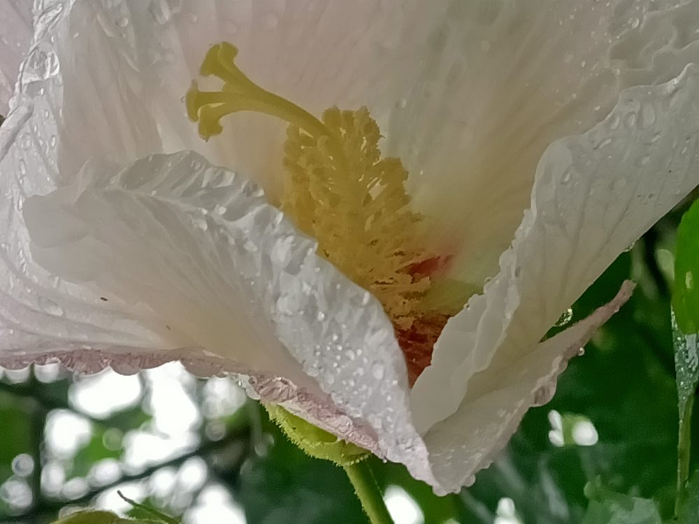 花花世界  (126)-  木芙蓉