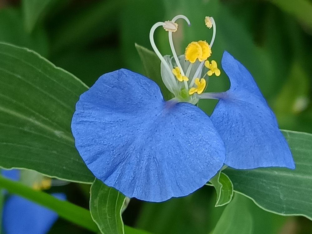 花花世界  (157)-  水竹草