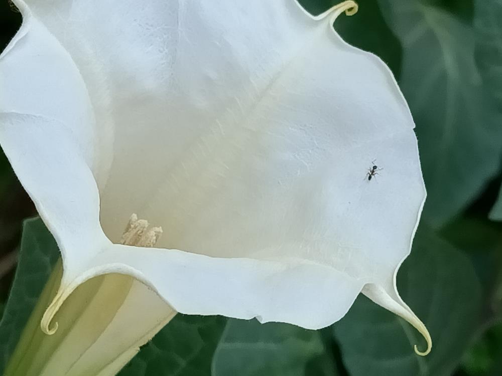 花花世界  (174)-  毛曼陀羅