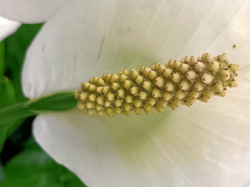 花花世界  (175)-  白鶴芋