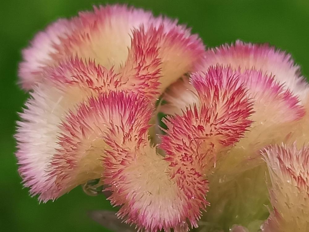 花花世界(246)-  雞冠花