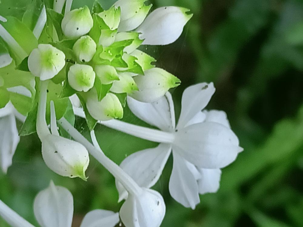 花花世界(247)-  白花根節蘭