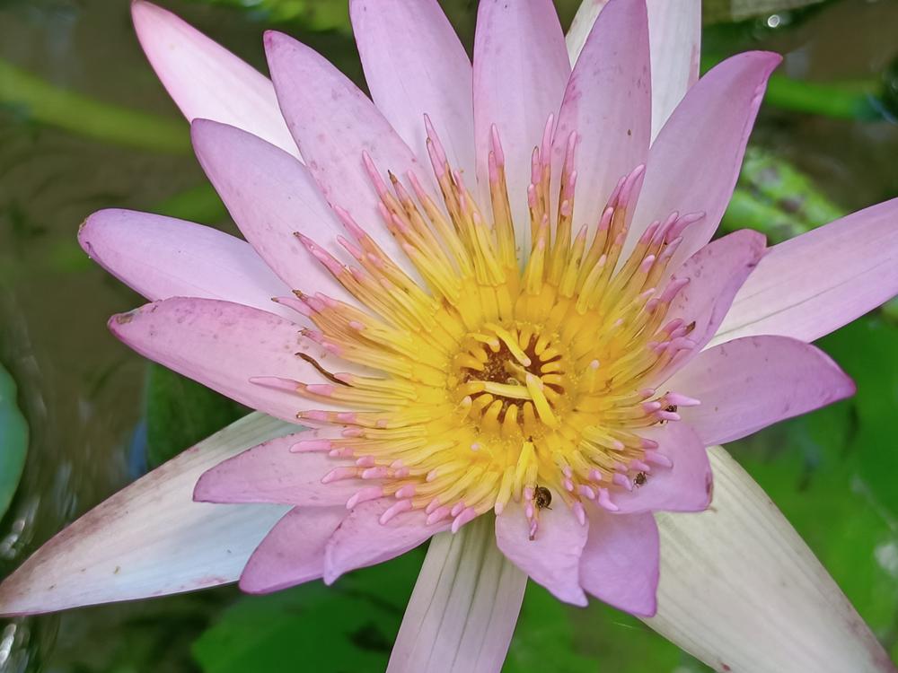 花花世界(248)-  睡蓮