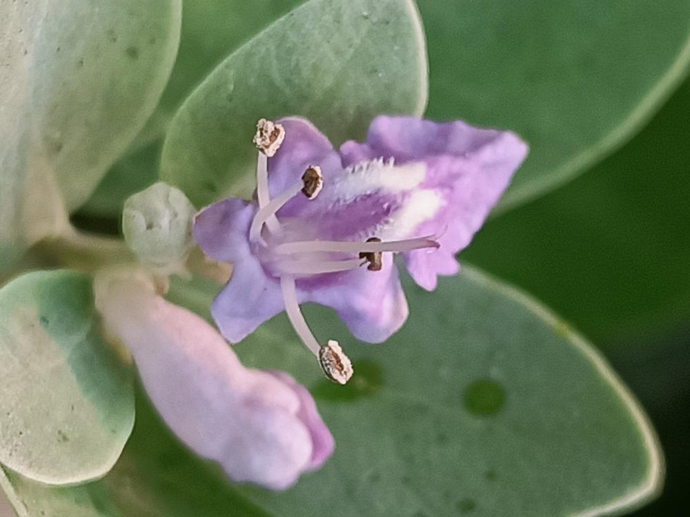 花花世界(249)-  單葉蔓荊