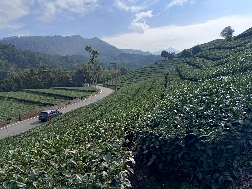 竹山  桶頭  大坪巷茶園之美