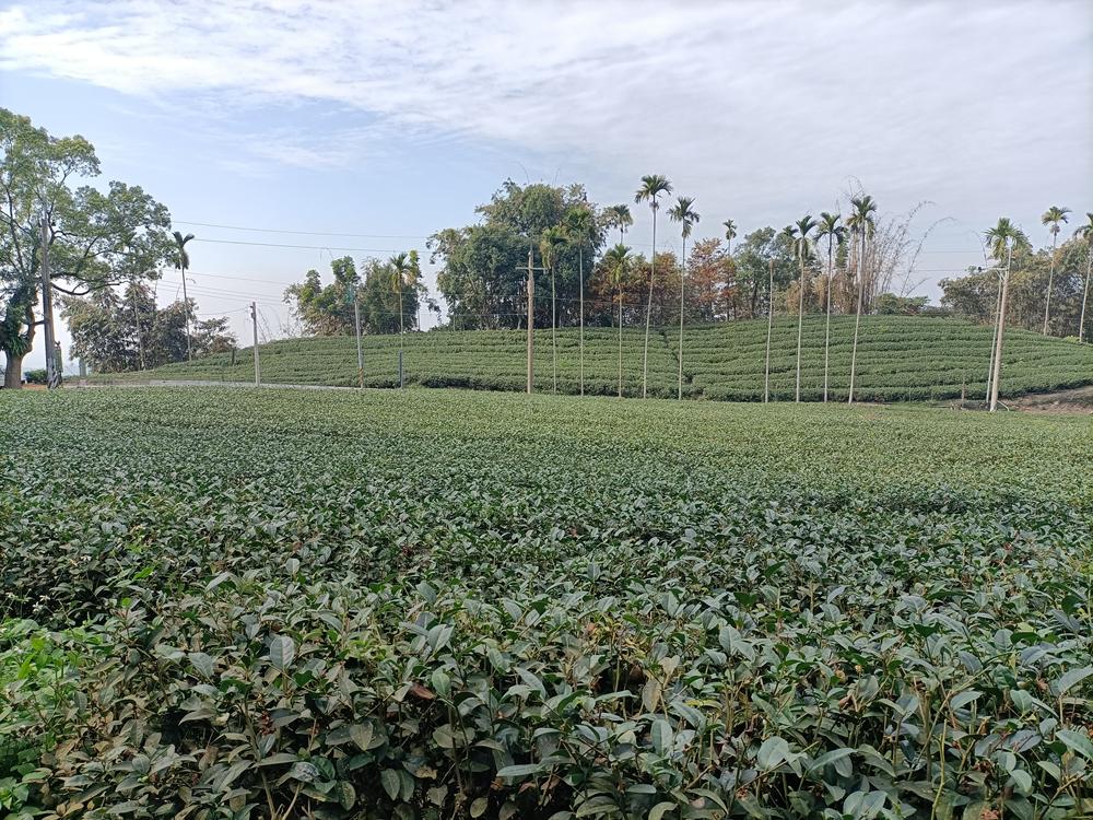 竹山  內寮林道  嶺頭風光