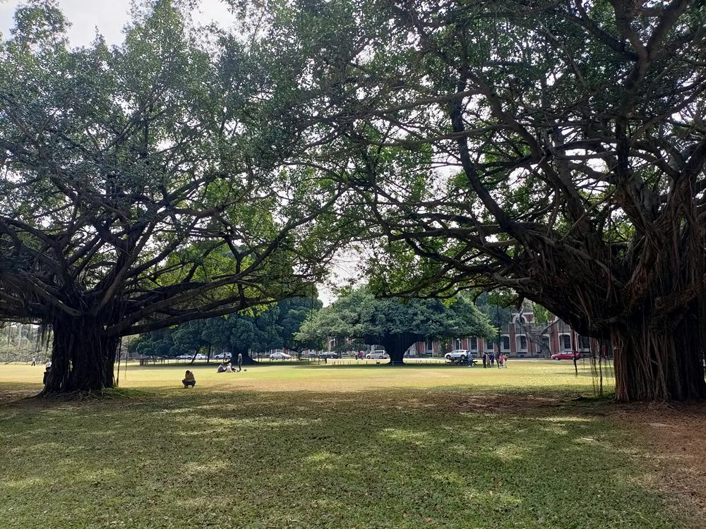 台南  成大榕園  隨意走走
