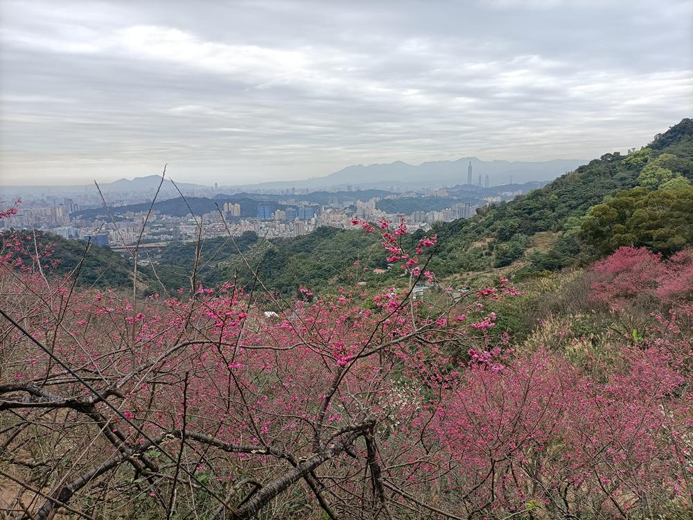 木柵  老泉里  櫻花林  (上)
