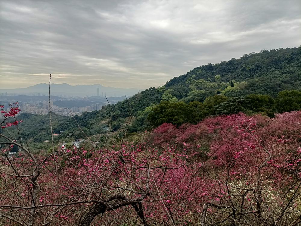 木柵  老泉里  櫻花林  (中)