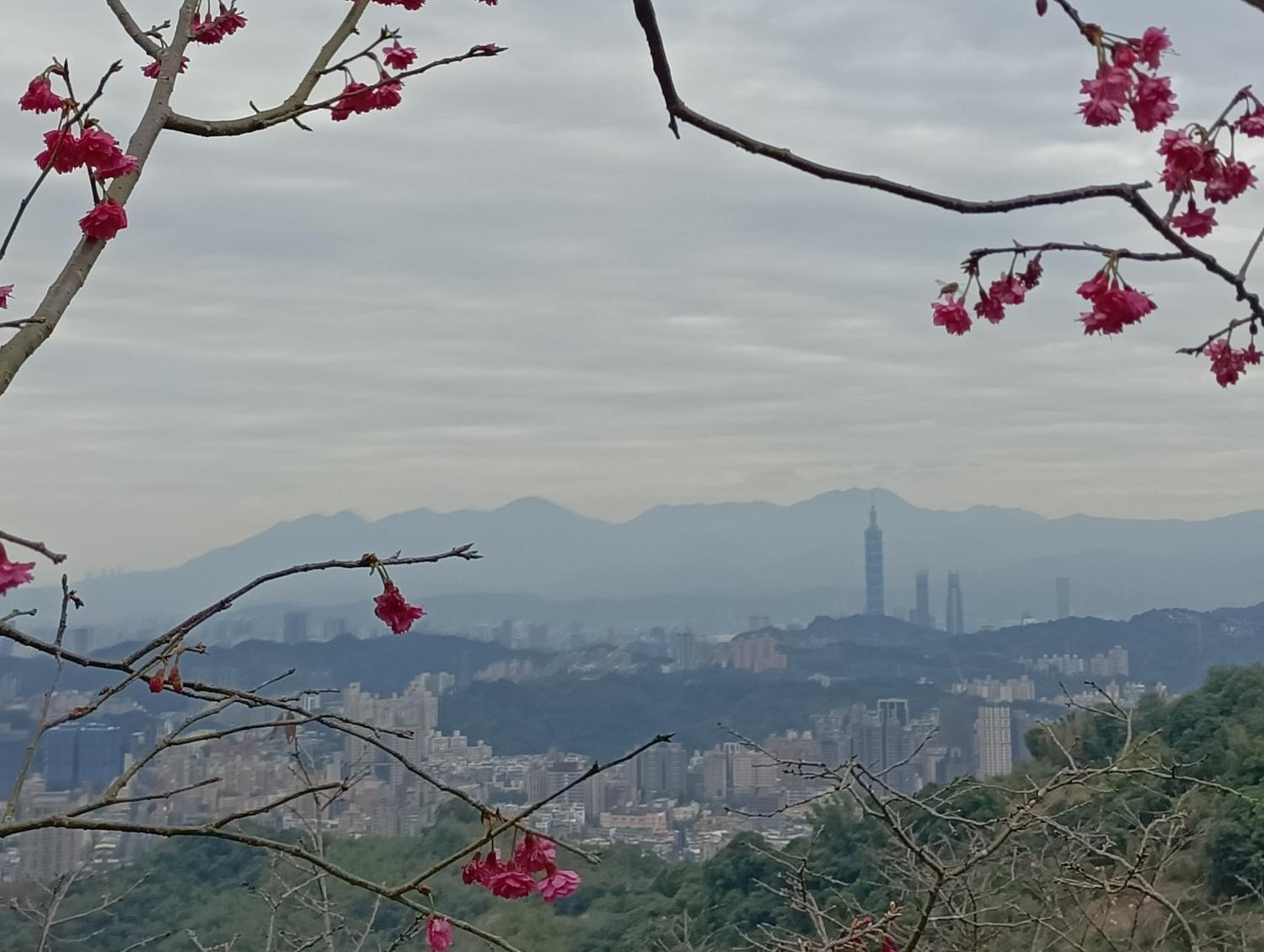 木柵  老泉里  櫻花林  (下)