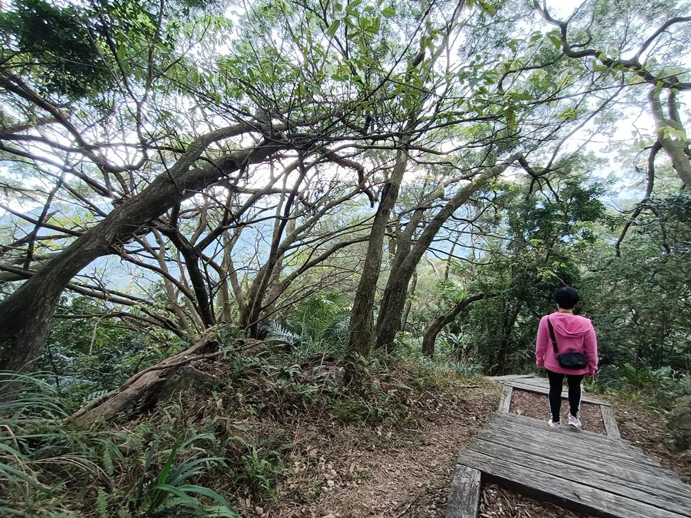 木柵  待老坑山  登山步道
