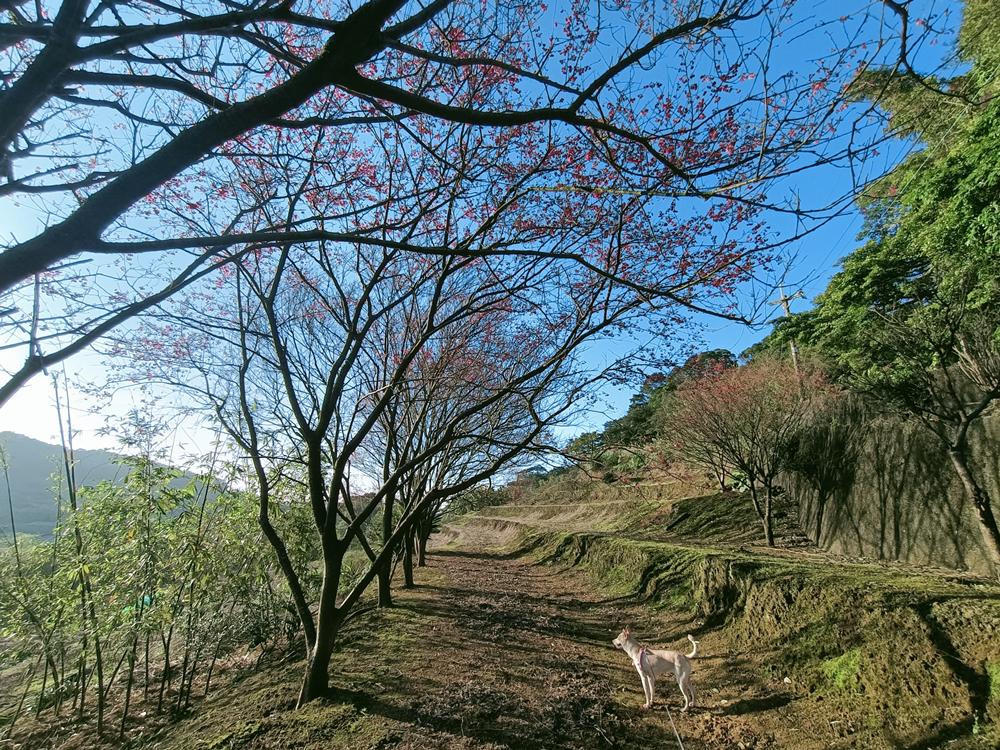 三芝  三生步道  賞櫻秘境