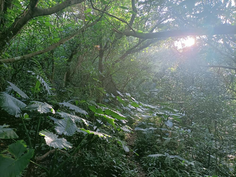 瑞芳  焿子寮古道 (籠山保甲路)