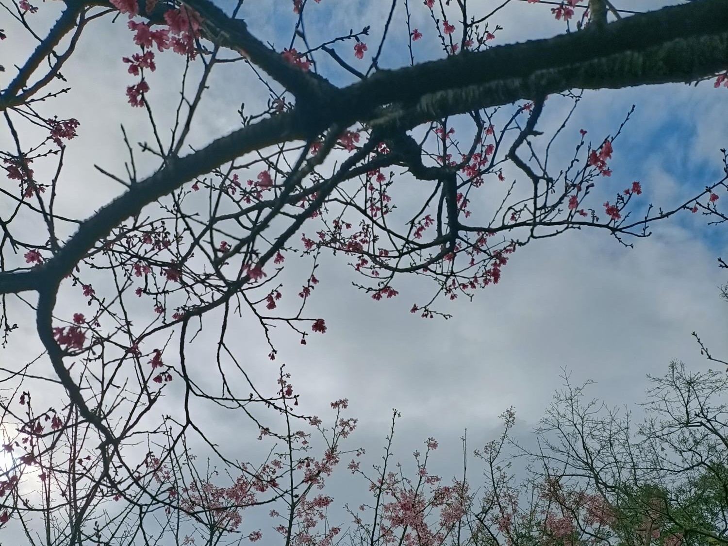 九份  崙頂  福山宮  之春櫻爛漫
