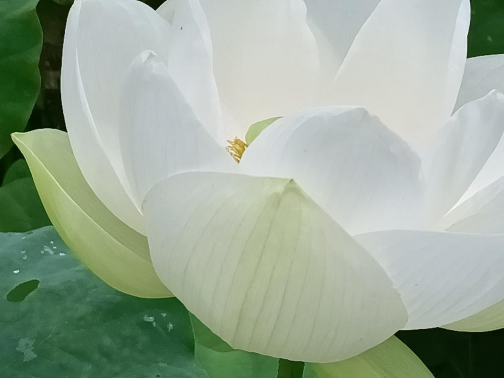 花花世界(261)-  蓮花