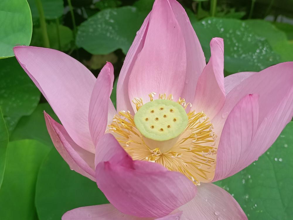 花花世界(262)-  蓮花