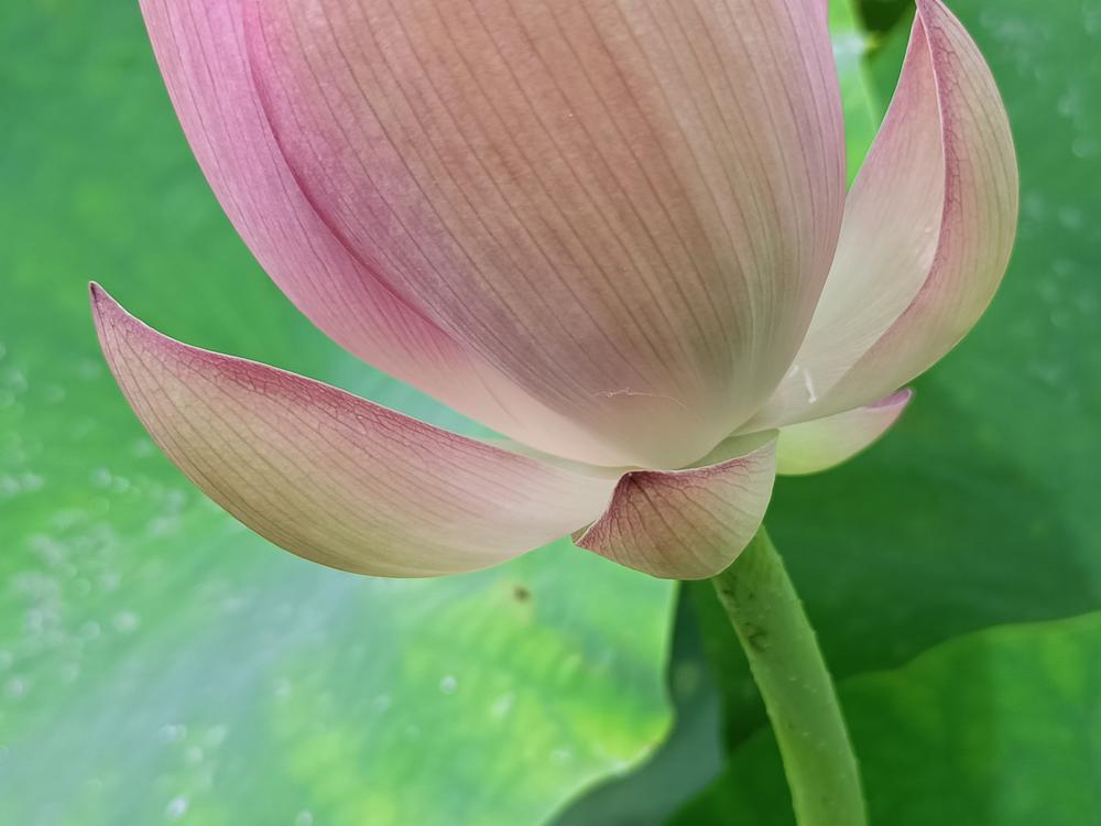 花花世界(263)-  蓮花