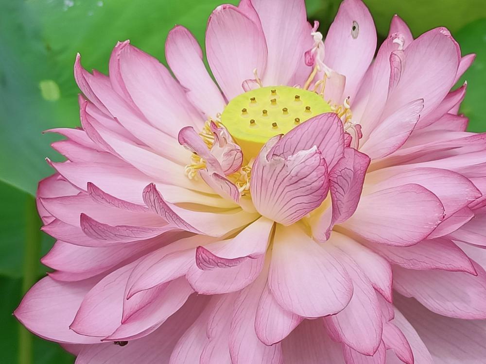 花花世界(264)-  牡丹蓮