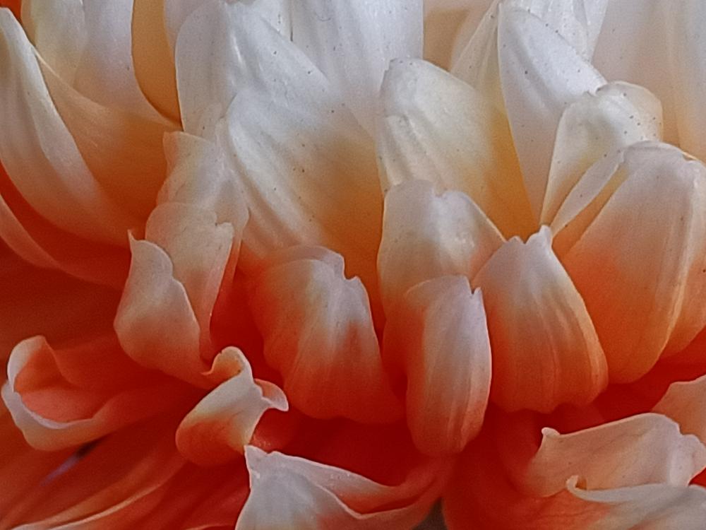 花花世界(266)-  菊花