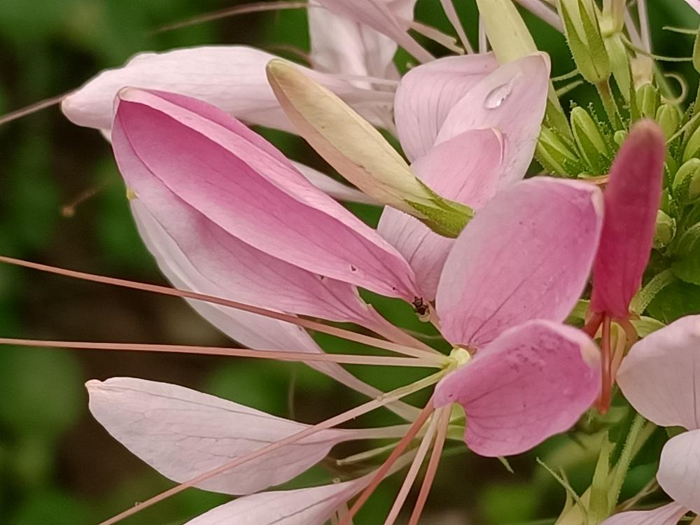 花花世界(267)-  醉蝶花