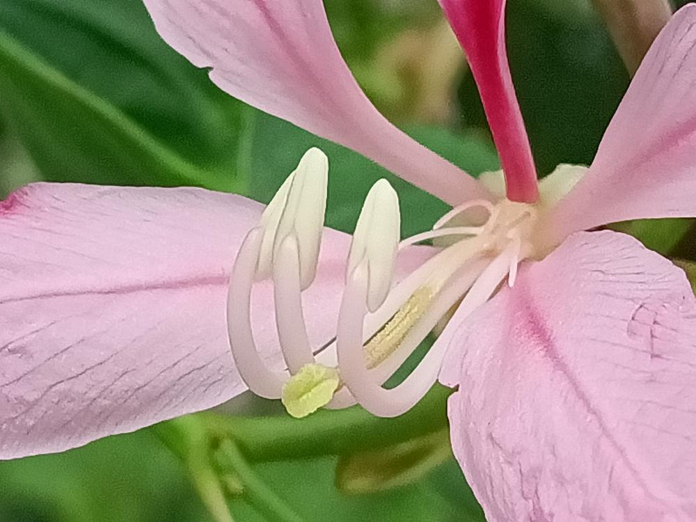 花花世界(269)-  羊蹄甲