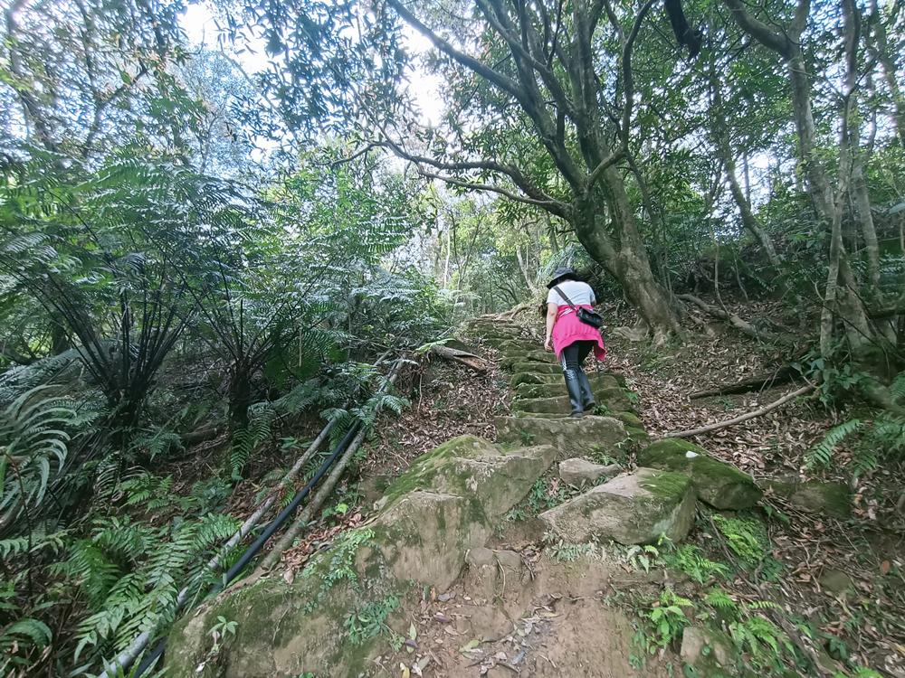 汐止  五指山古道  (下)