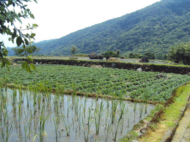 漫步— 金山 八煙聚落 漫步— 金山 八煙聚落
