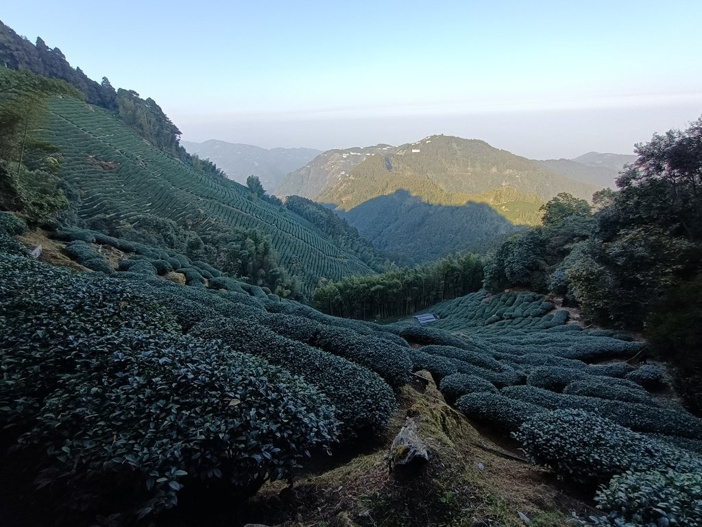 竹山 留龍頭 淵靖茶園 竹山 留龍頭 淵靖茶園