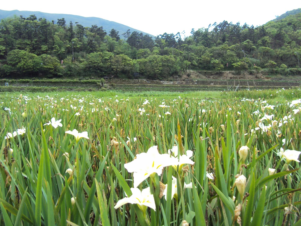 春之 竹子湖 白色鳶尾花 春之 竹子湖 白色鳶尾花