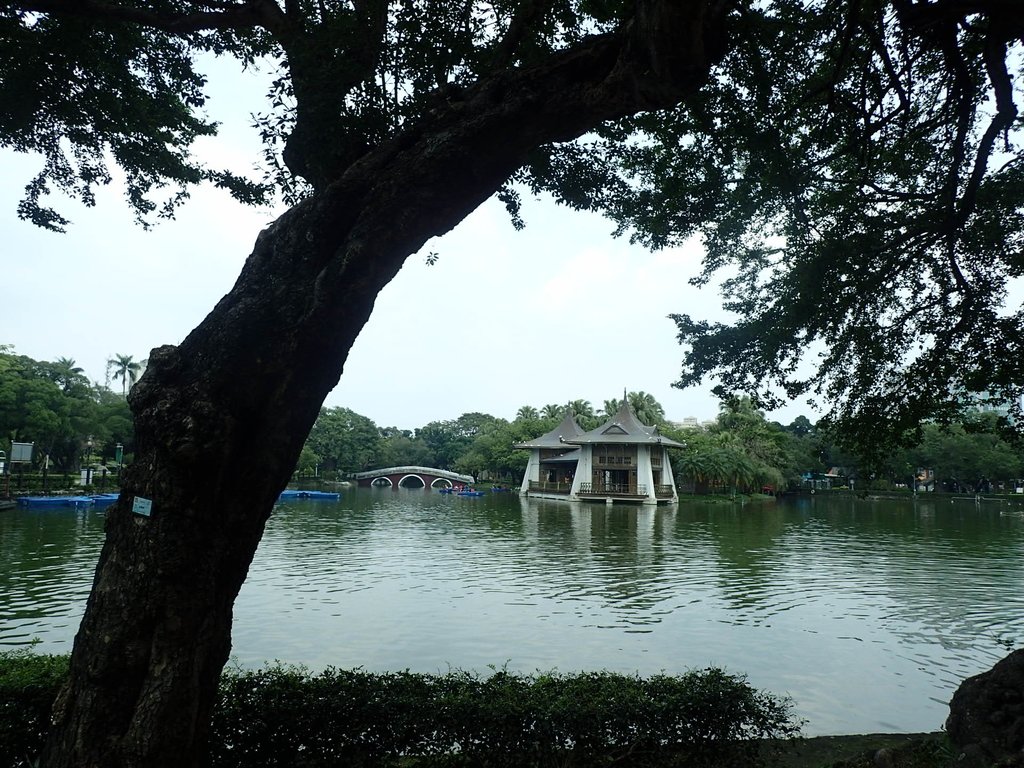 散步 台中公園一隅 散步 台中公園一隅