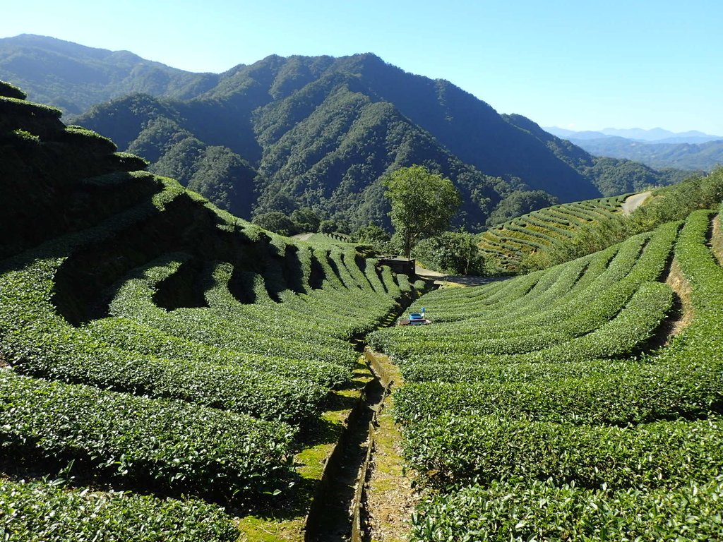 坪林 厚德崗坑茶園 (下) 坪林 厚德崗坑茶園 (下)