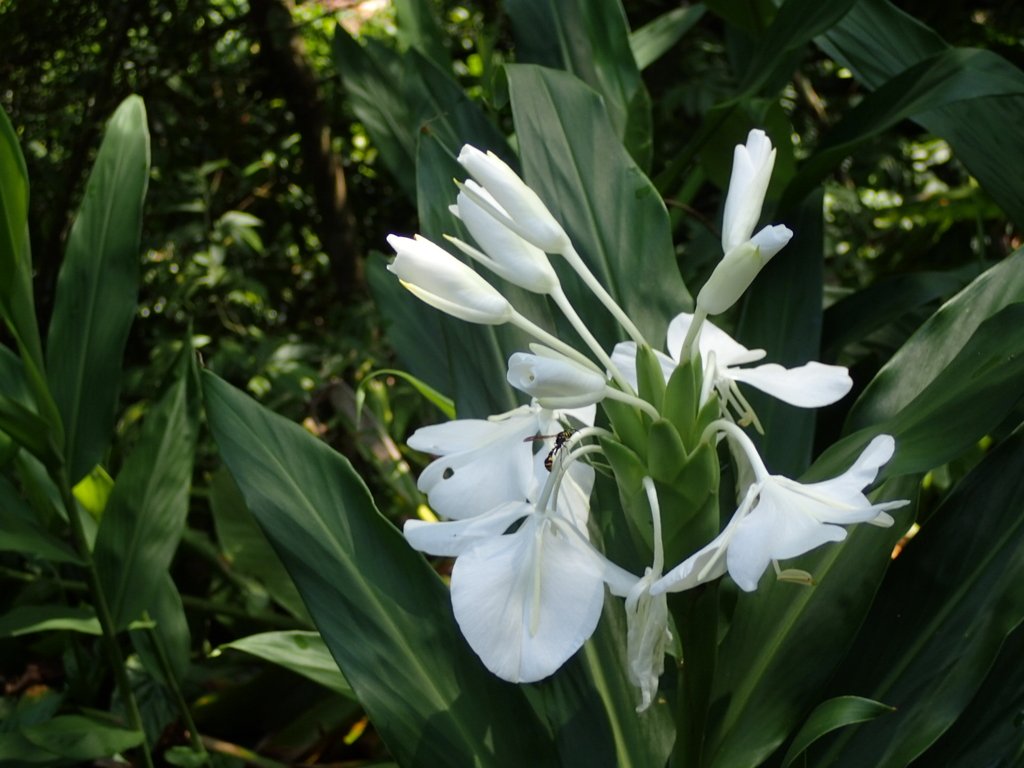 平溪 野薑花的回憶 平溪 野薑花的回憶