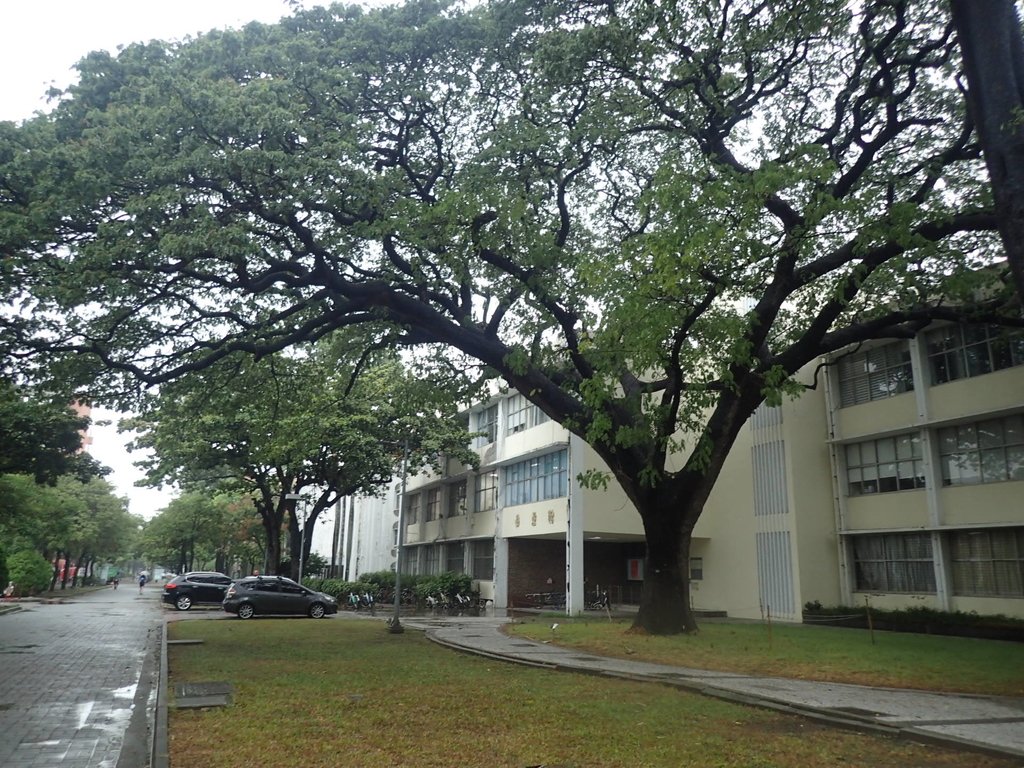 台南 成功大學 校園掠影 台南 成功大學 校園掠影