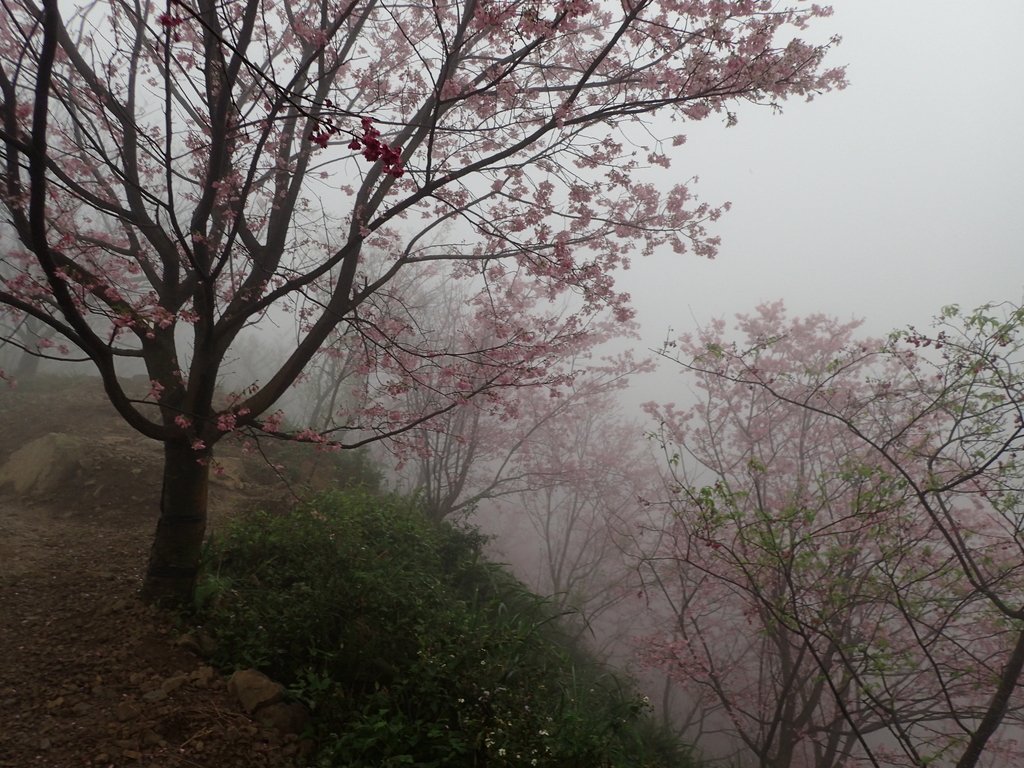三峽 熊空櫻花林 (上) 三峽 熊空櫻花林 (上)