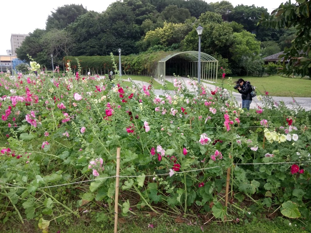 花博公園 蜀葵花季 花博公園 蜀葵花季