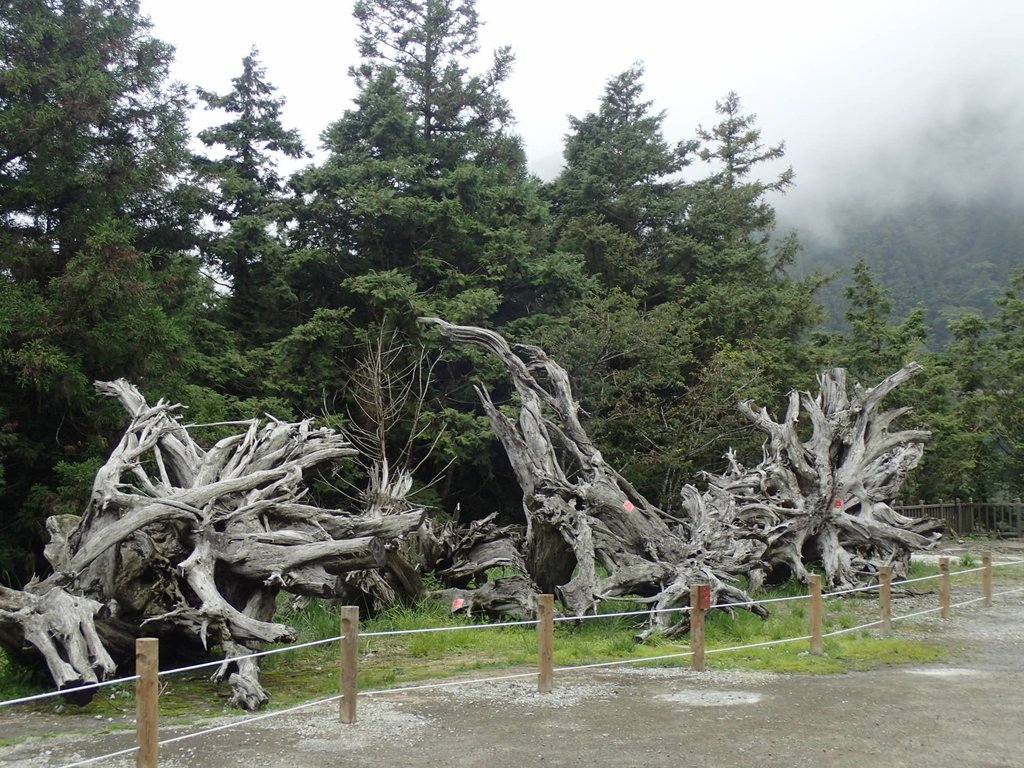 大同 太平山森林遊樂區 大同 太平山森林遊樂區