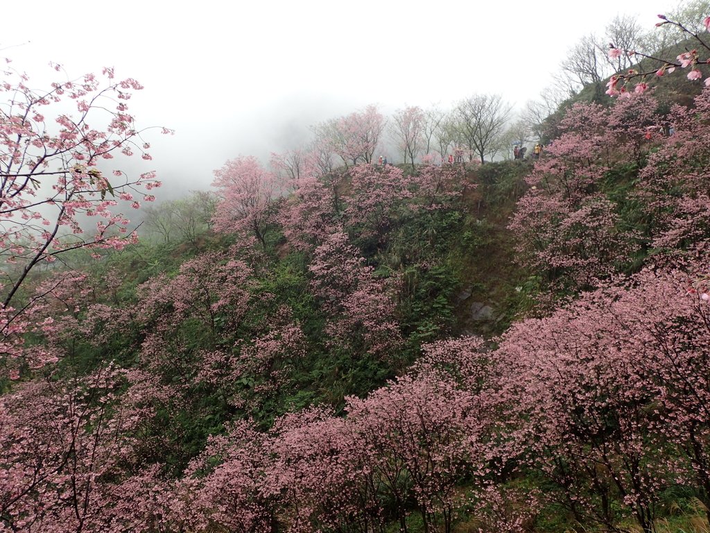 三峽 熊空櫻花林 (中) 三峽 熊空櫻花林 (中)