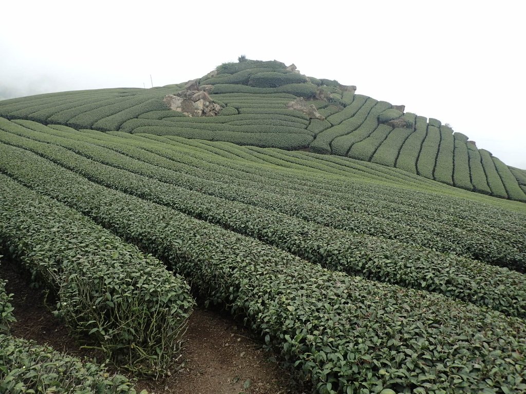 阿里山 隙頂茶園之美 阿里山 隙頂茶園之美