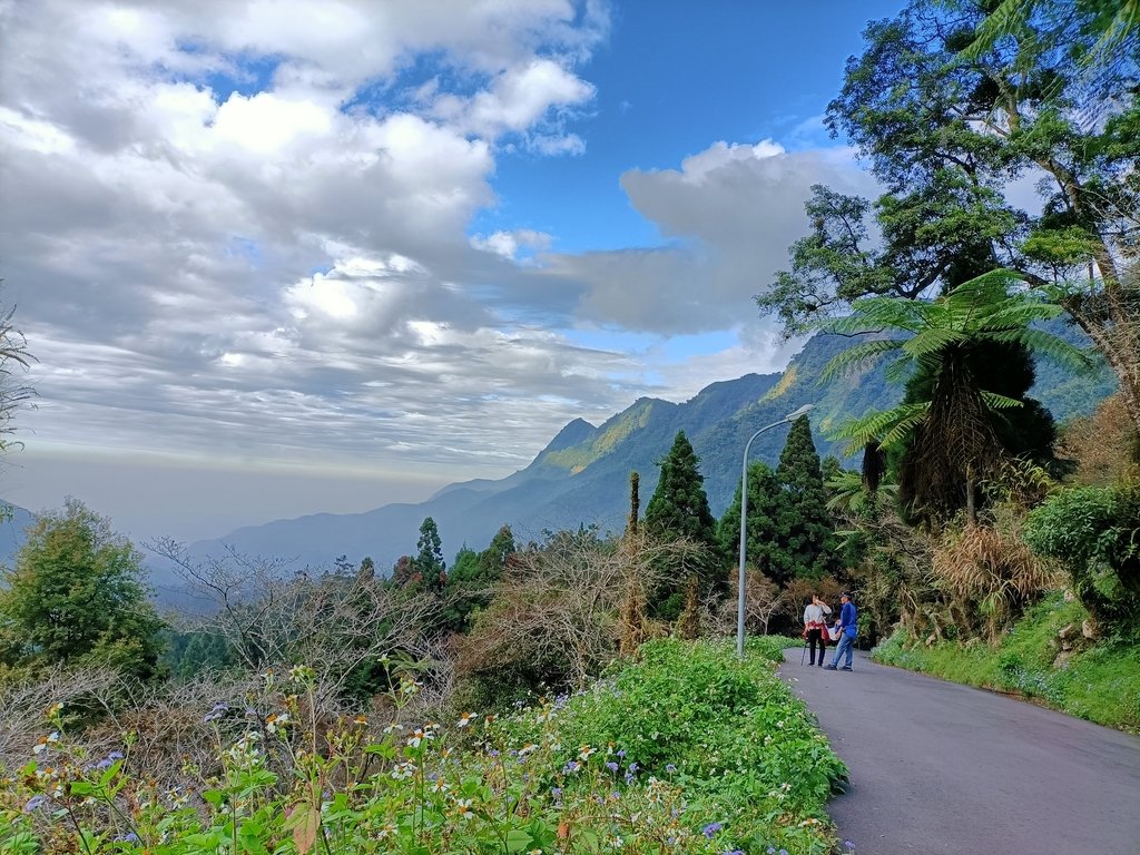 鹿谷 溪頭森林遊樂區 (鳳凰林道) 鹿谷 溪頭森林遊樂區 (鳳凰林道)