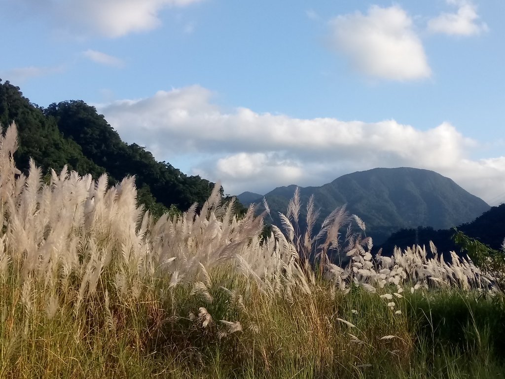 屈尺高灘地之 甜根子草 屈尺高灘地之 甜根子草