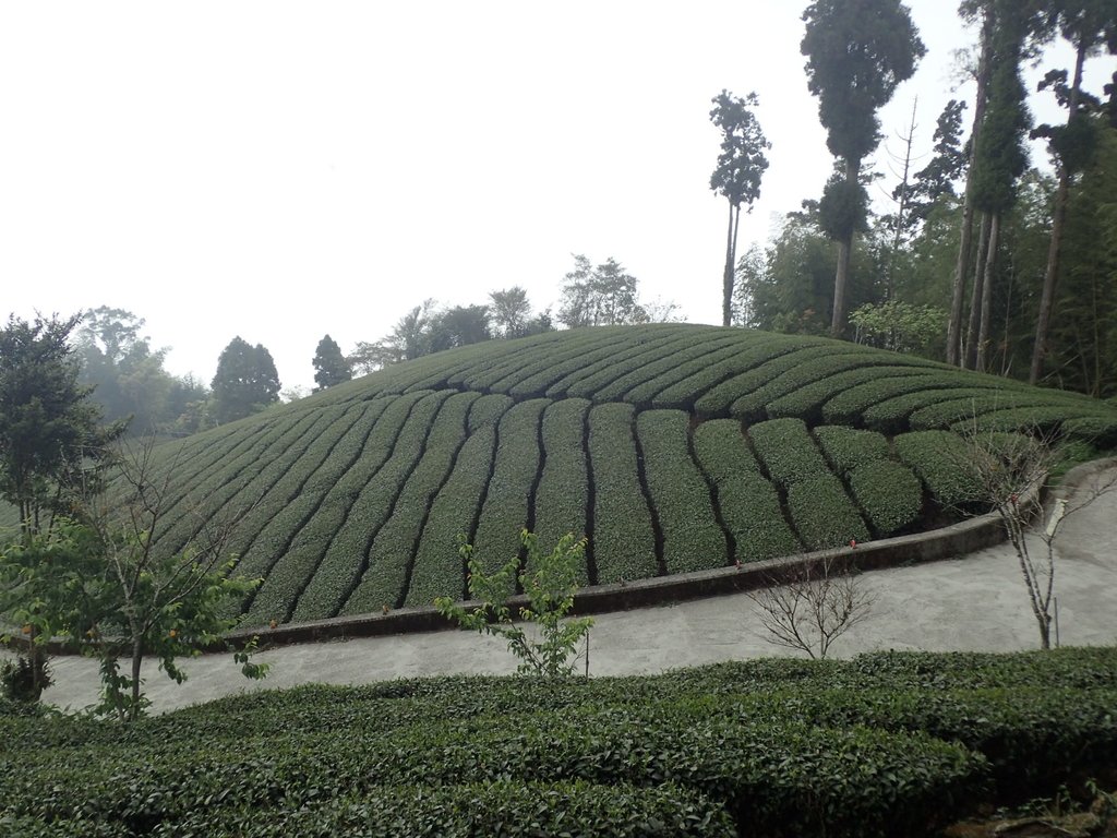 阿里山 頂石棹茶園之美 阿里山 頂石棹茶園之美