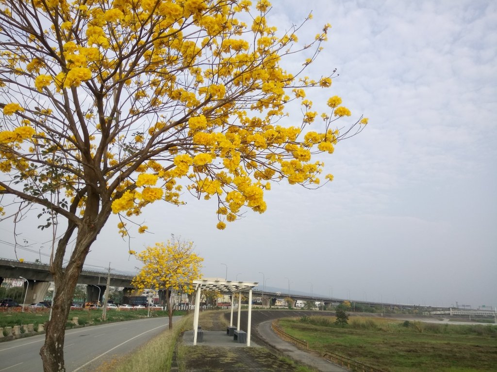 南投 貓羅溪畔 黃花風鈴木 南投 貓羅溪畔 黃花風鈴木
