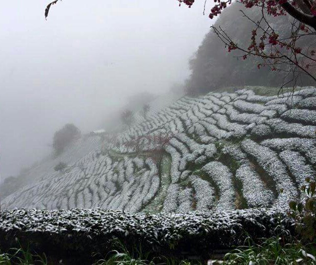 2016年初的一場雪 2016年初的一場雪