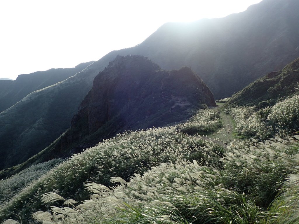 瑞芳 茶壺山芒花季 (上) 瑞芳 茶壺山芒花季 (上)