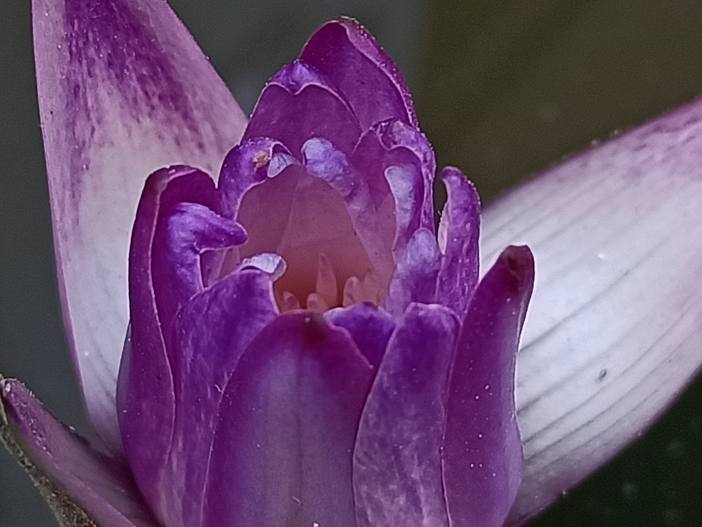 花花世界 (006)— 睡蓮 花花世界 (006)— 睡蓮