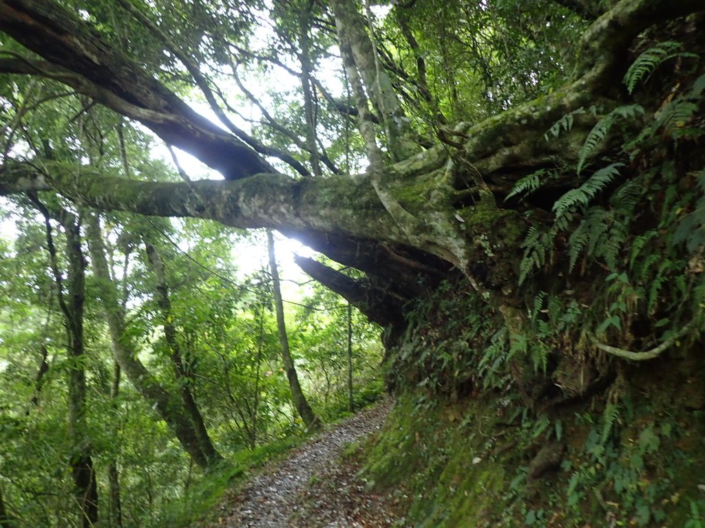 石壁山 嘉南雲峰步道 (下) 石壁山 嘉南雲峰步道 (下)
