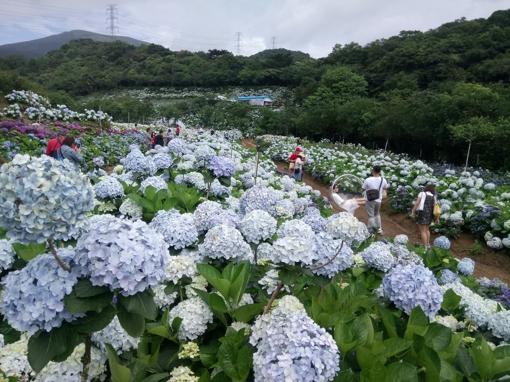 萬里 高家繡球花田 (上) 萬里 高家繡球花田 (上)