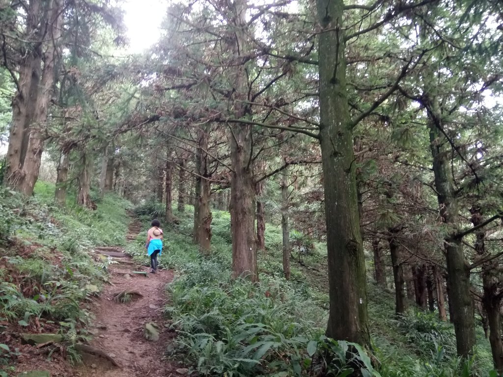 台中和平 長壽山登山步道 (上) 台中和平 長壽山登山步道 (上)