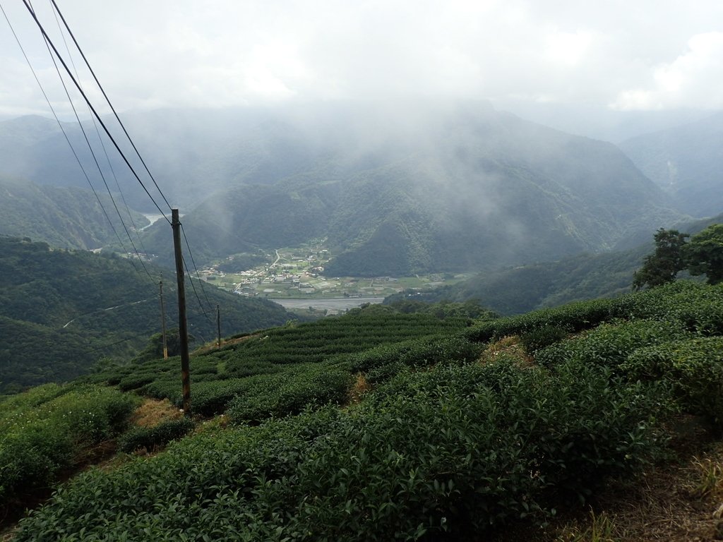 武界 茶園風光 (下) 武界 茶園風光 (下)