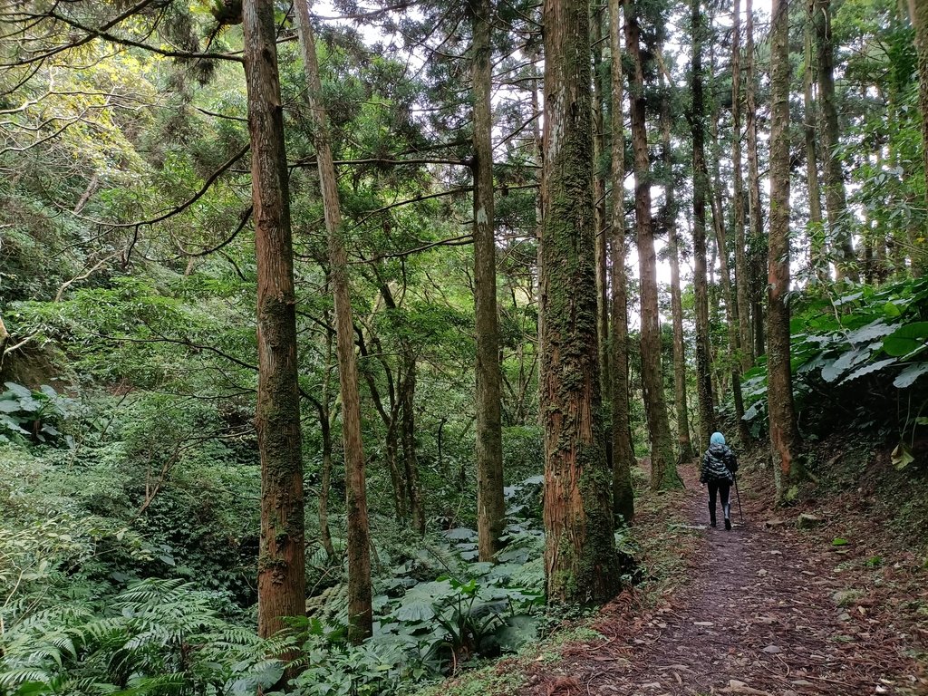 東眼山 東滿步道 (下) 東眼山 東滿步道 (下)